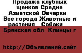 Продажа клубных щенков Средне Азиатской Овчарки - Все города Животные и растения » Собаки   . Брянская обл.,Клинцы г.